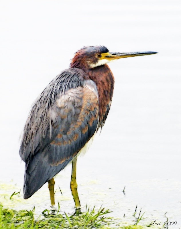 Tricolored Heron