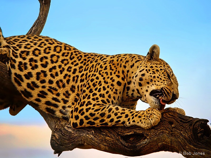 Leopard Feeding