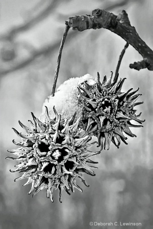 Seed Pods