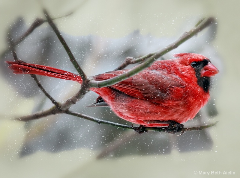 Waiting in the Snow