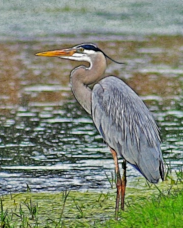 Blue Heron