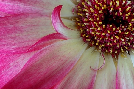 Gerbera Daisy Close-up