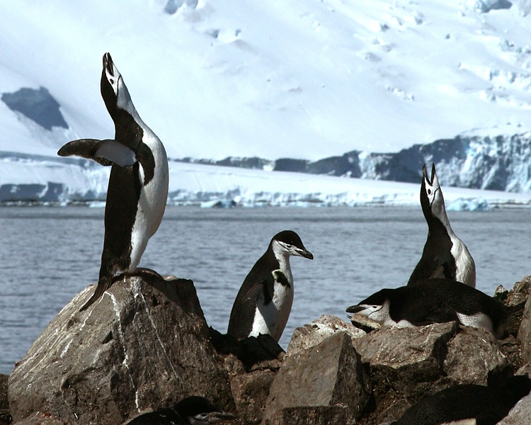 Singing in Antarctica