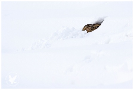 "Snow Hare"