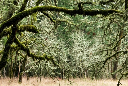 Lichen Forest