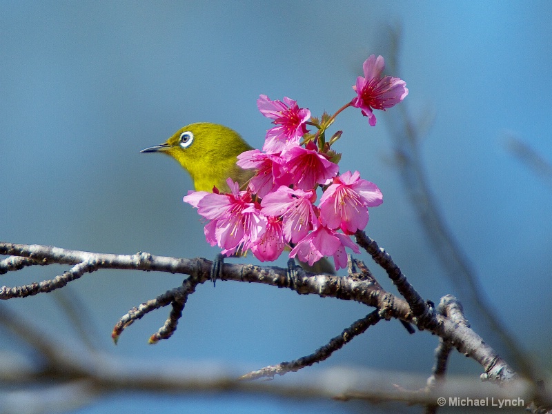 Japanese White Eye