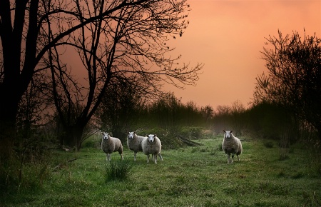 Sheep in the Morning