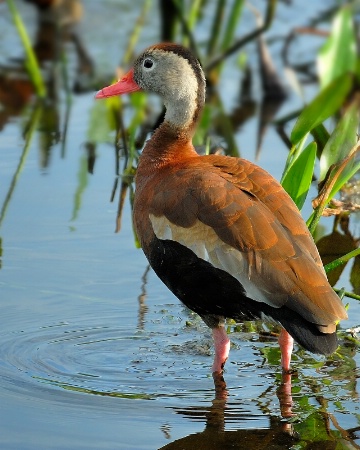 Black Bellied Whistling Duck