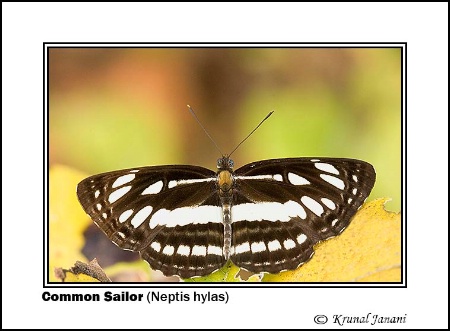 common sailor  neptis hylas   