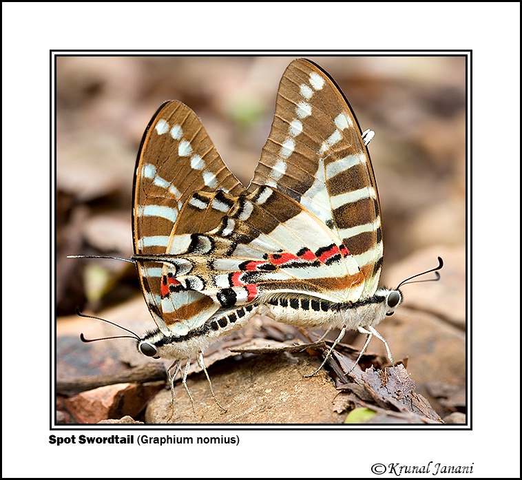 spot swordtail 1