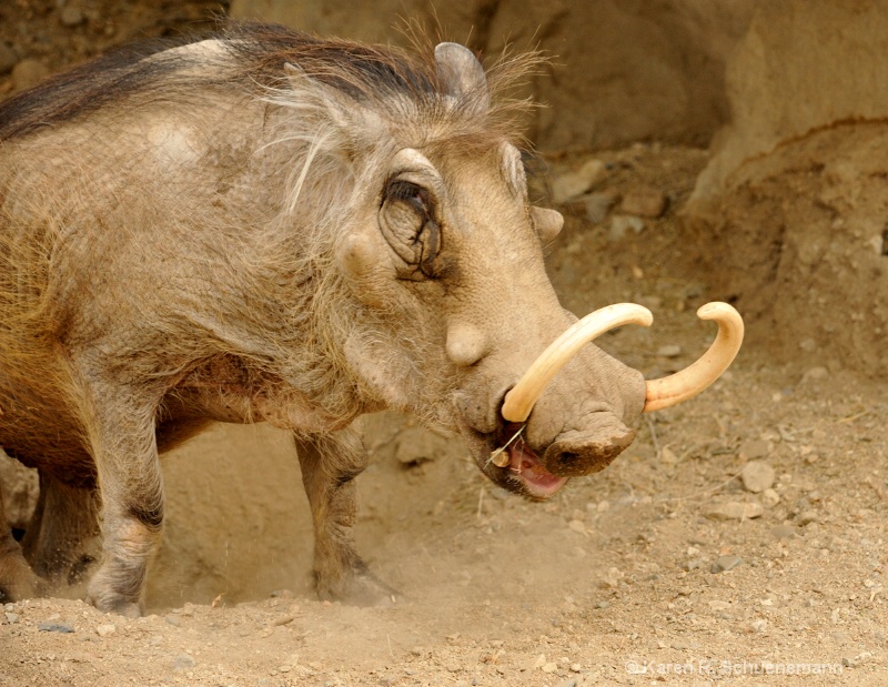 Warthog 