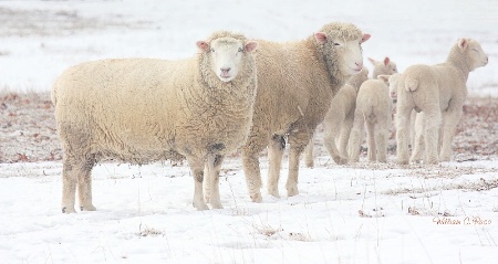 Family Outing