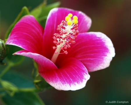 hibiscus