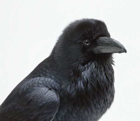 Raven Portrait