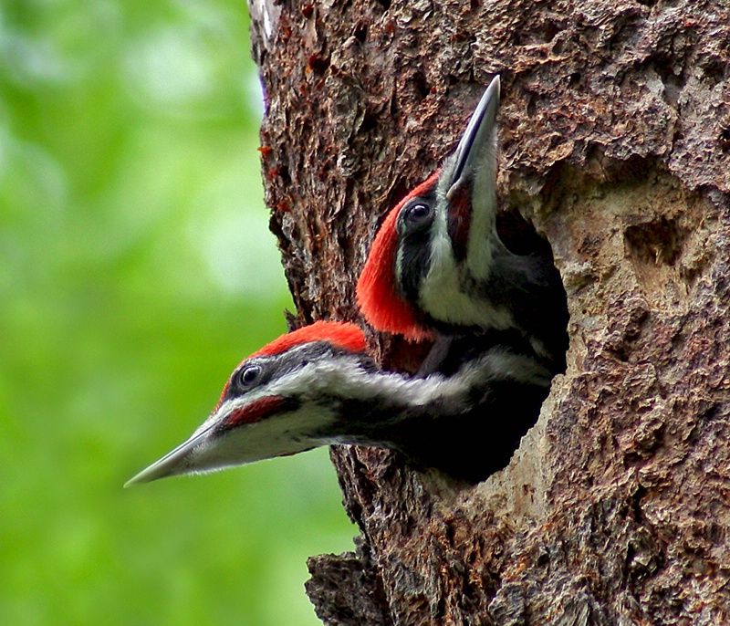 Two-headed Woodpecker
