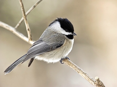 Chickadee