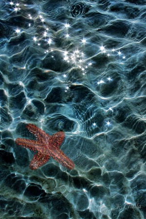 Ocean Stars