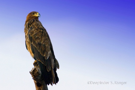 Tawny Eagle (Aquila rapax)-2