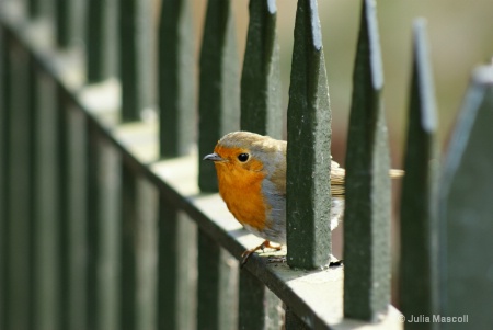 Hyde Park, London