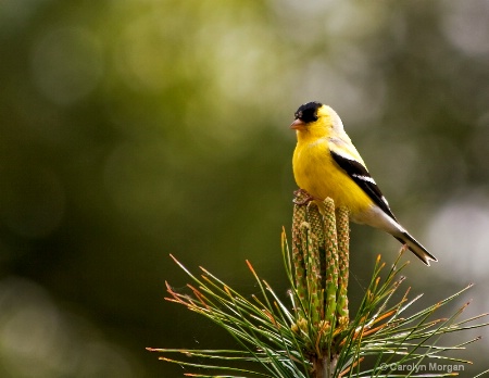 American Goldfinch Male - layers