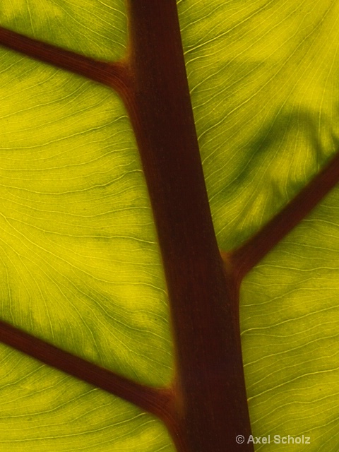 graphic design - palm leaf