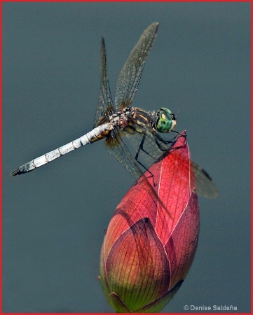 Blue Dasher Dragonfly