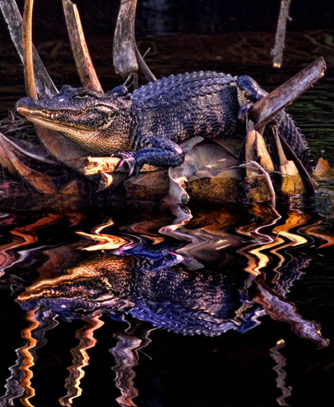 Alligator on the Myakka River