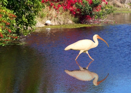 Ibis in the Canal