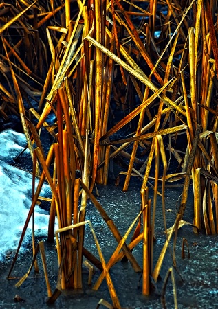 Moonlit Pond 