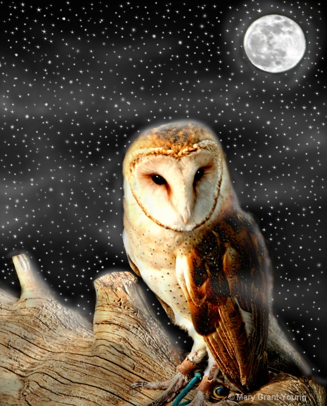 Barn Owl under the Blue Moon