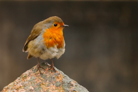 Friendly English Robin