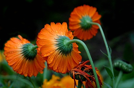 Dew on flowers.