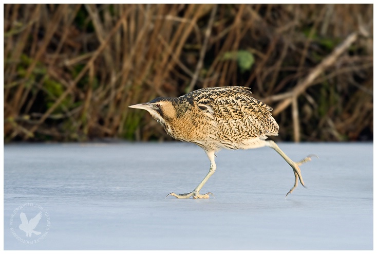 "Ice-skating Bittern"