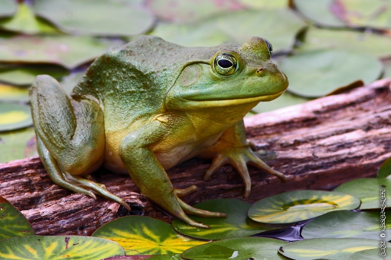 Girly Frog !