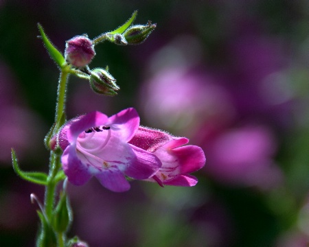 Pink Flowers2