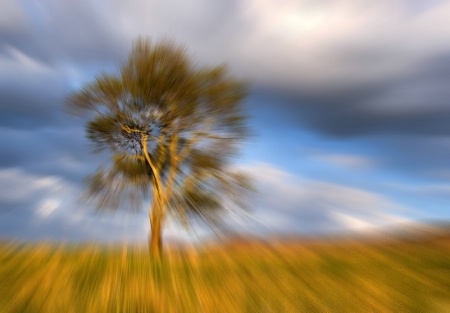 Lone Tree on Hyatt Lane