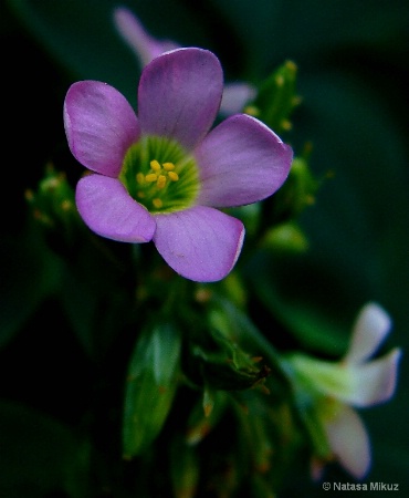 violet flower