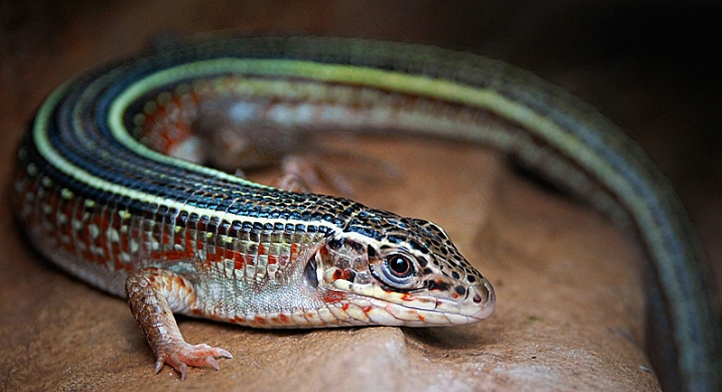 Yellow-Throated Plated Lizard