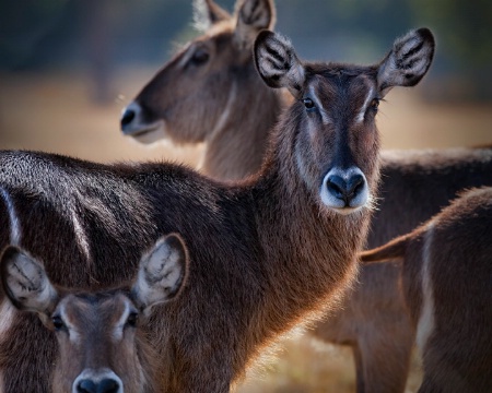 Some Girlie Antelopes