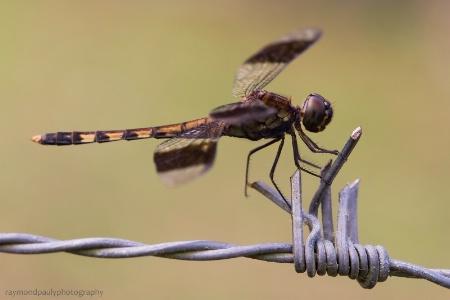 Barbed Wire Ride