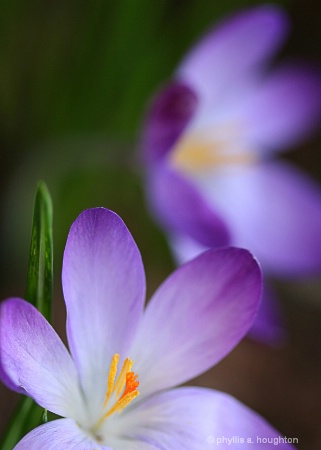 Crocus Pair