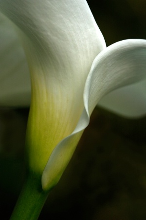 Calla Curves