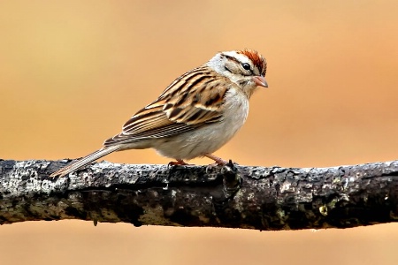 Young Sparrow