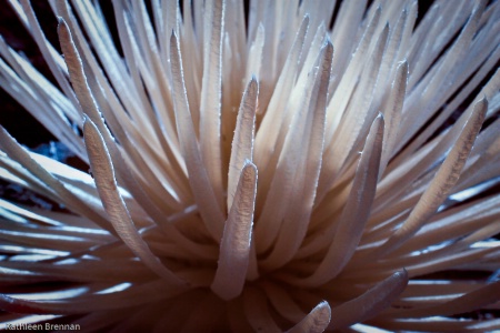 Silversword