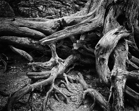 Gnarled