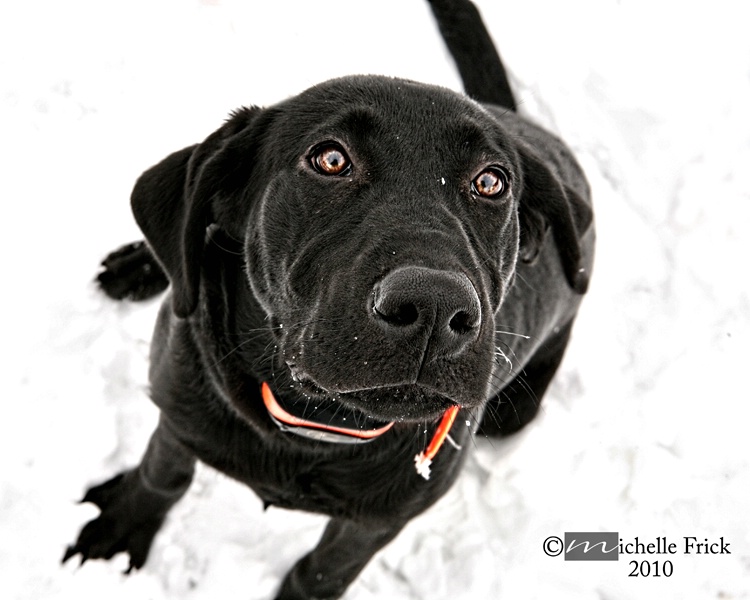 Black Pup in White Snow