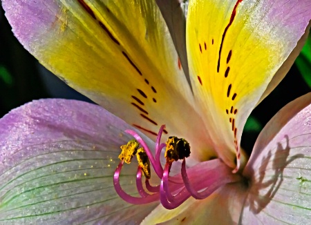 Schizanthus,The  Poor Man's Orchid