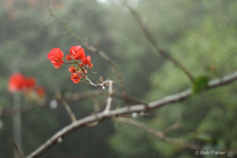 Wet Chinese New Year