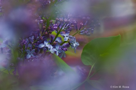 Lilacs