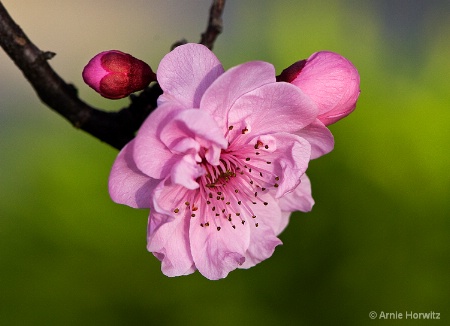 From Bud to Blossom